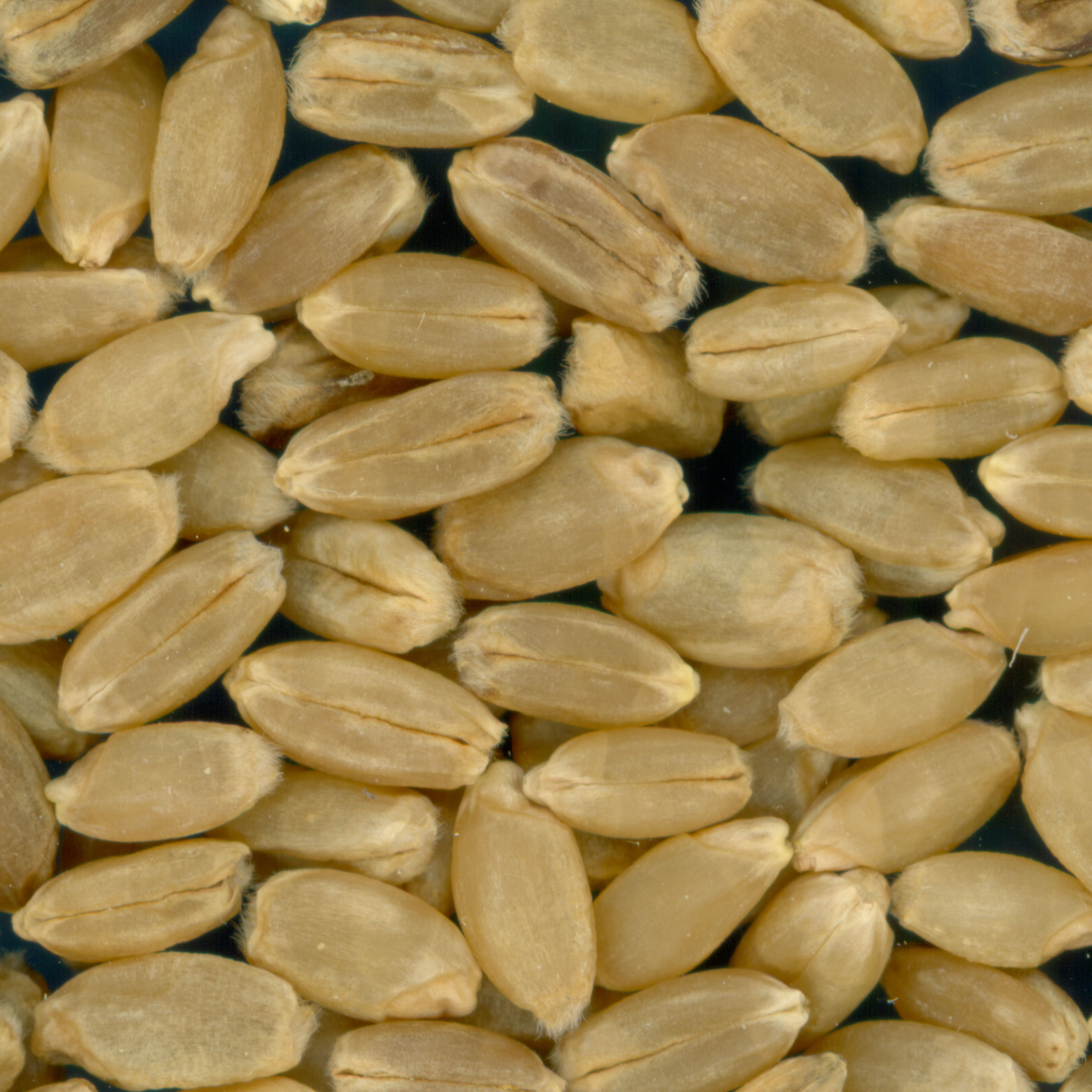 Click for 2 image(s) for this accession. KERNELS